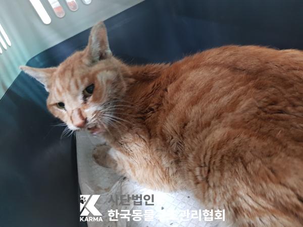 [고양이] 한국 고양이 서울-동대문-2025-00127 유기동물 배경 이미지 입니다.